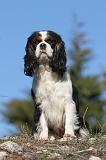 CAVALIER KING CHARLES 314